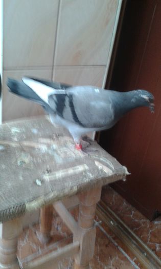 porumbei (8)