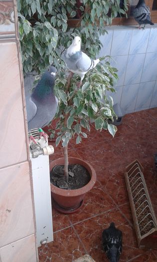 porumbei (14)