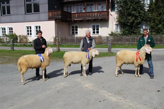 Tot rasa Bergschaf de lapte la concurs