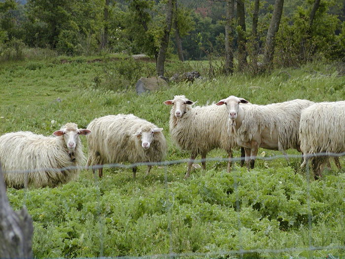 Rasa Appenninica din regiunea Toscana - Rase de oi si capre-Poze deosebite-6