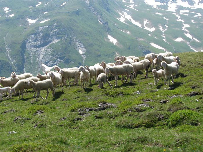 Tirolezele pe munti inalti - Rase de oi si capre-Poze deosebite-6