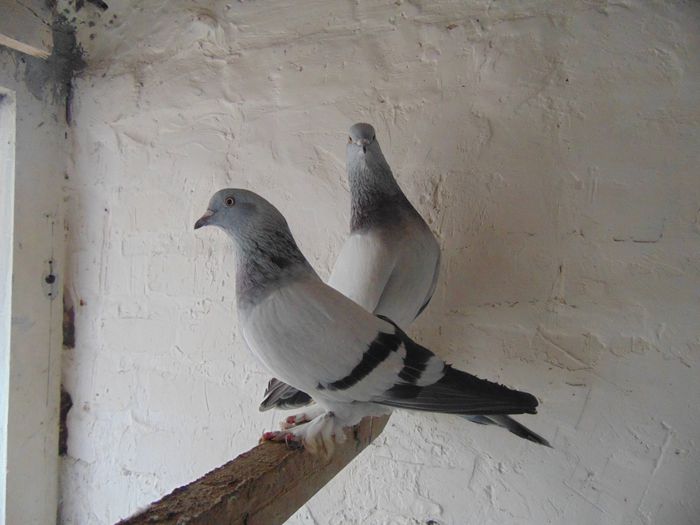 takla-1 pereche-20 euro