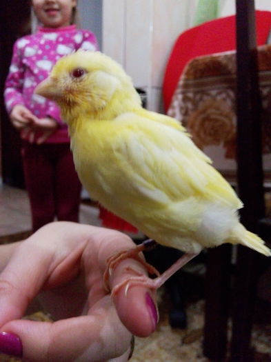 IMG_20150203_201247; Lutino ... Canar cu nr 1 pe inel
