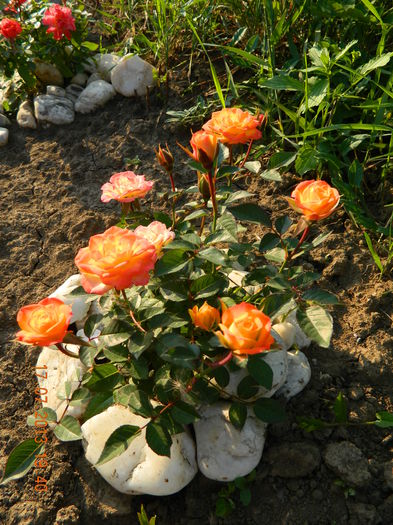 DSCN7028 - Flori din gradina mea