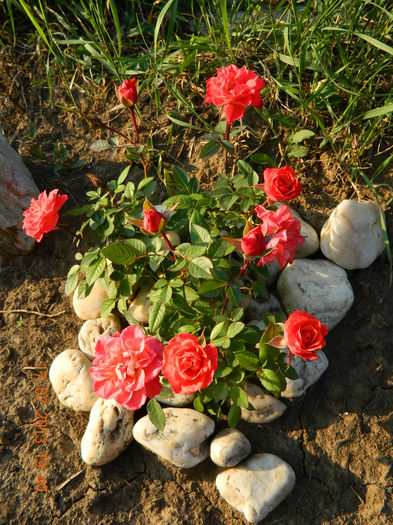 DSCN7029 - Flori din gradina mea