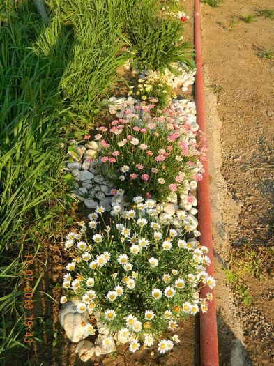 DSCN7034 - Flori din gradina mea