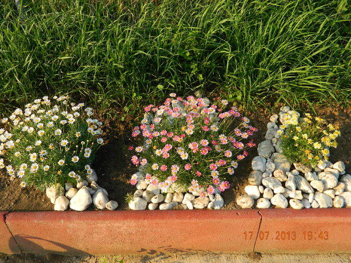 DSCN7035 - Flori din gradina mea