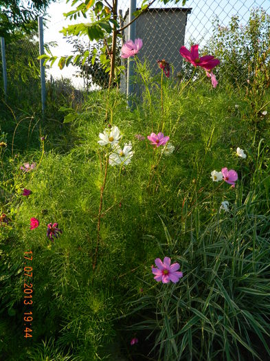DSCN7036 - Flori din gradina mea