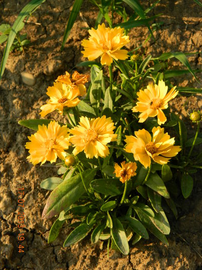 DSCN7039 - Flori din gradina mea