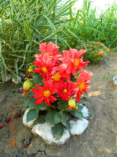 DSCN7054 - Flori din gradina mea
