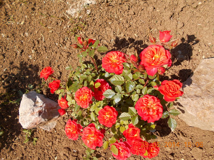 DSCN8369 - Flori din gradina mea