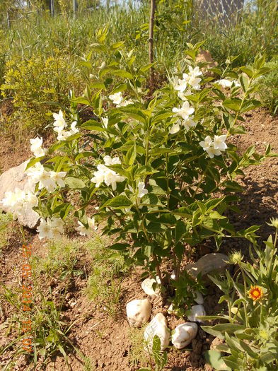 DSCN8377 - Flori din gradina mea