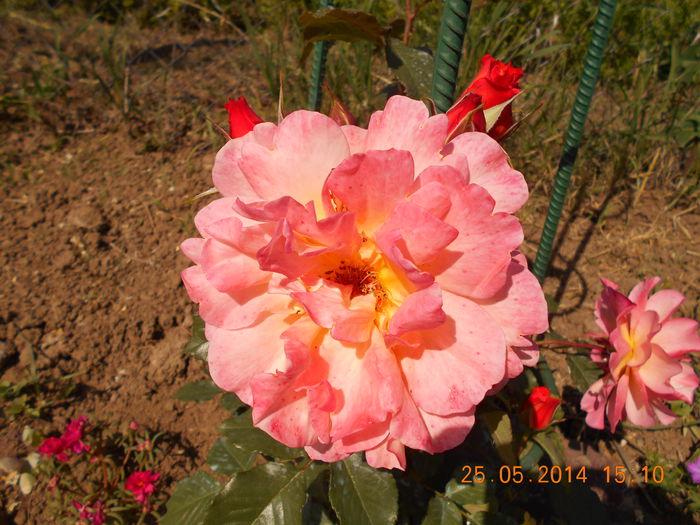 DSCN8392 - Flori din gradina mea