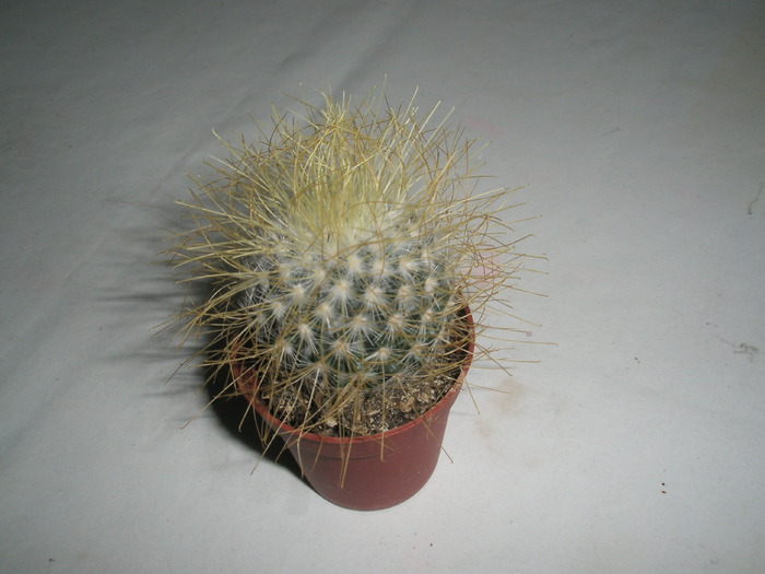 Mammillaria rekoi v. leptacantha - 31.01 - Achizitii 2010