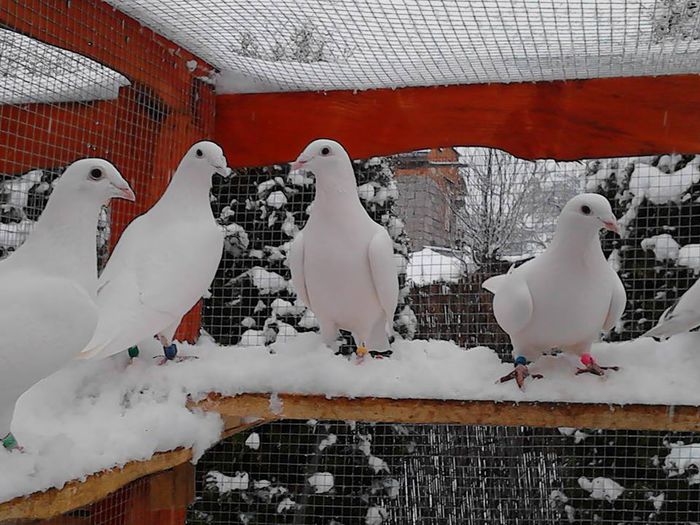 1619195_1399951370307349_8942079076523210020_n