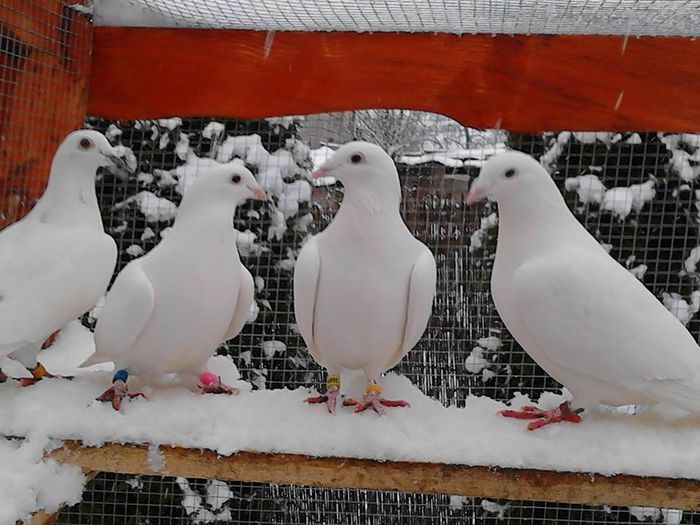 10957876_1399950750307411_7792519691468051704_n