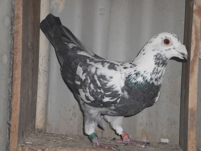 lPKcEw-4bBTTfpZQqUNNrw259253