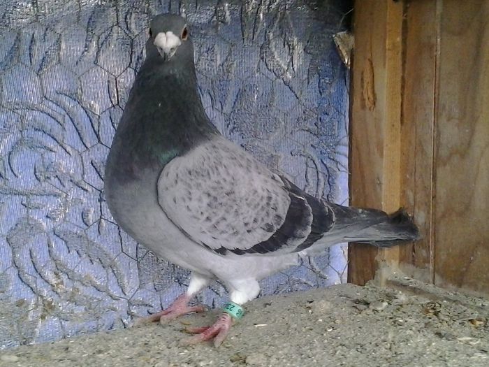  - FOTO PORUMBEI