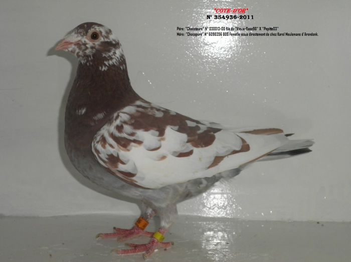 3034236137_2_9_8rlbKqEH