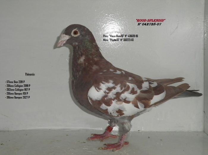 3034357155_2_9_R7LgXbvJ