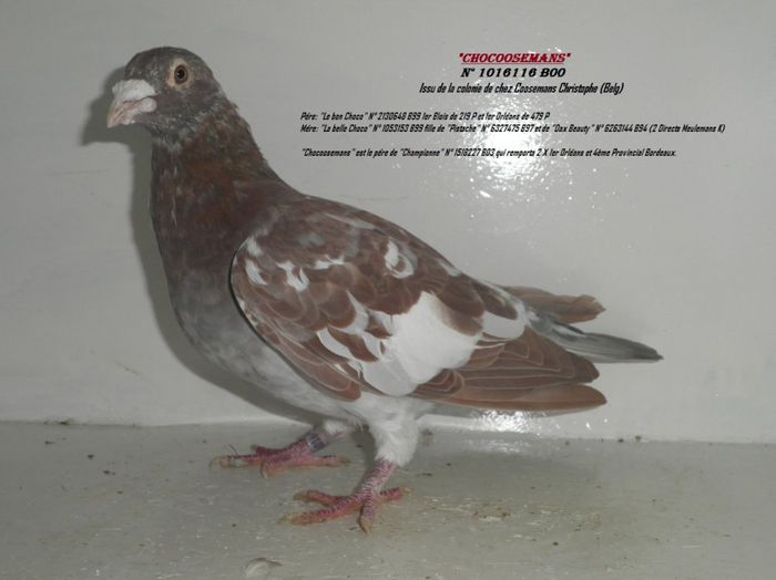 3034357155_2_15_5MWKZxfQ