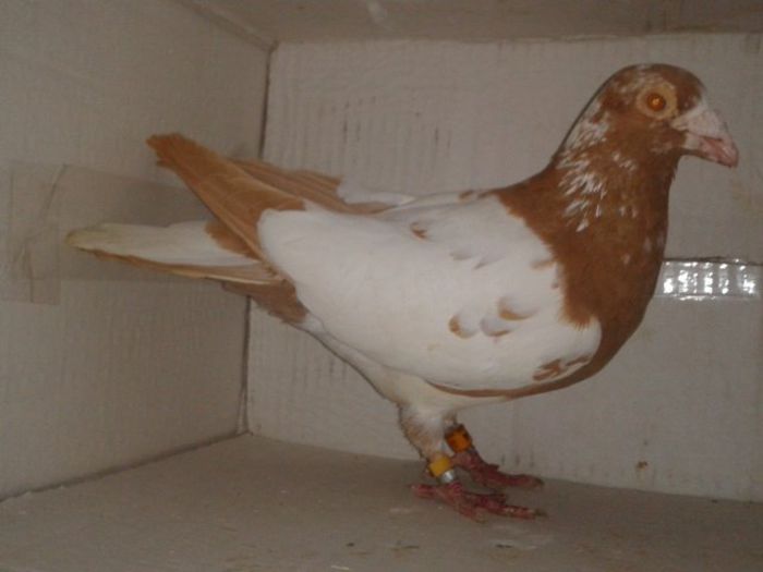 3160897912_2_2_uZ6HPqKS