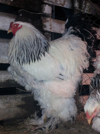 20150206_210046; noua achccizitie
