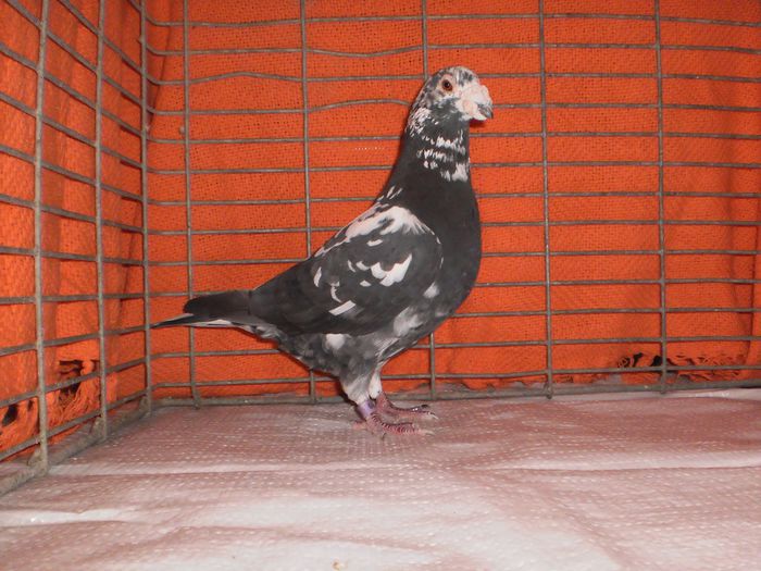 XPpGcGaxoI_84gFAG7gmAQ328309