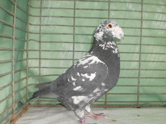 RQcGwsz5jo0wkJlOgGET2A1270608