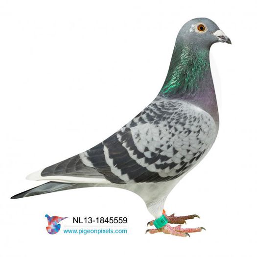 NL13-1845559; spitata
