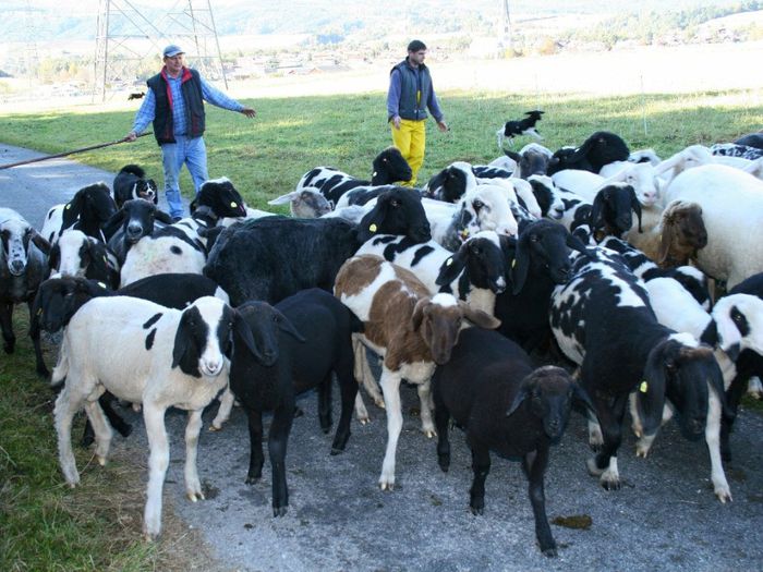 Austriecii si oile Tscheggenschaf - Rase de oi si capre-Poze deosebite-6