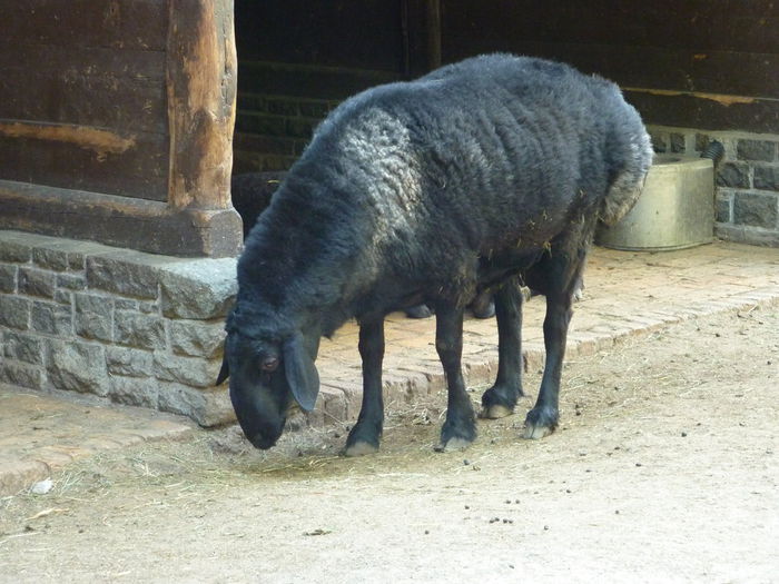 Oaie Hissarschaf deosebita - Rase de oi si capre-Poze deosebite-6