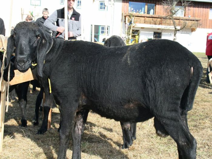Oaie Tscheggenschaf neagra - Rase de oi si capre-Poze deosebite-6
