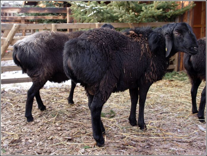 Oi Hissarschaf negre