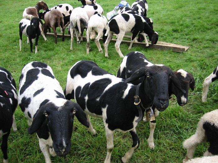 Oi Tscheggenschaf curioase - Rase de oi si capre-Poze deosebite-6