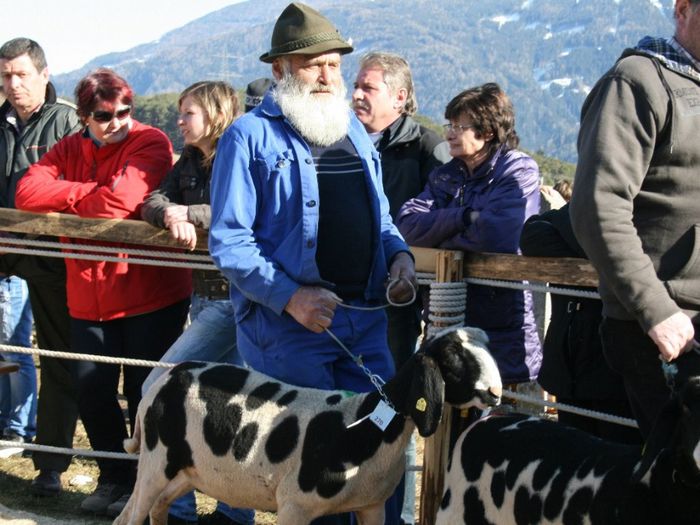 Participam la concurs si noi - Rase de oi si capre-Poze deosebite-6