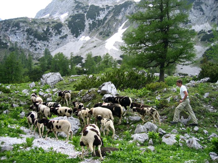 Peisaj frumos cu Tscheggenschaf - Rase de oi si capre-Poze deosebite-6
