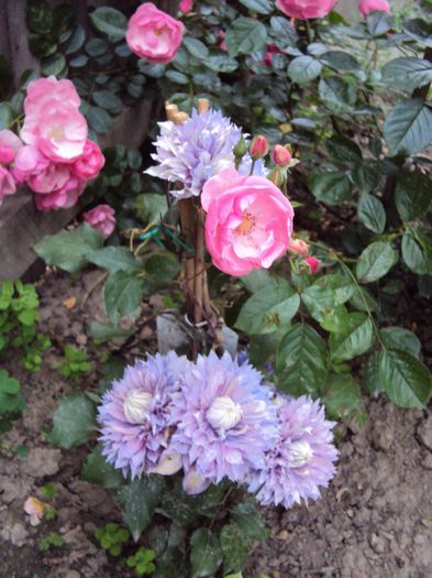 DSC05823 - 1 Clematite 2014