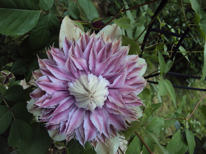 DSC04296 - 1 Clematite 2014