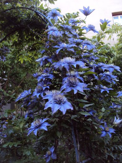 DSC04177 - 1 Clematite 2014