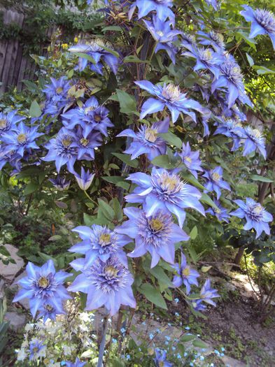 DSC04192 - 1 Clematite 2014