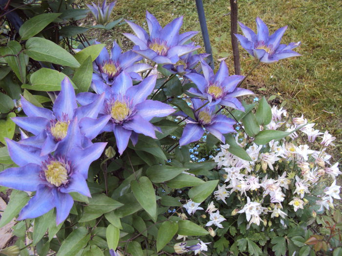 DSC03816 - 1 Clematite 2014