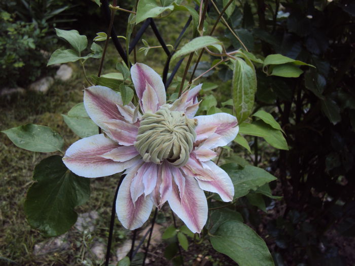 DSC03817 - 1 Clematite 2014