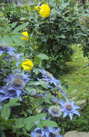 DSC04386 - 1 Clematite 2014