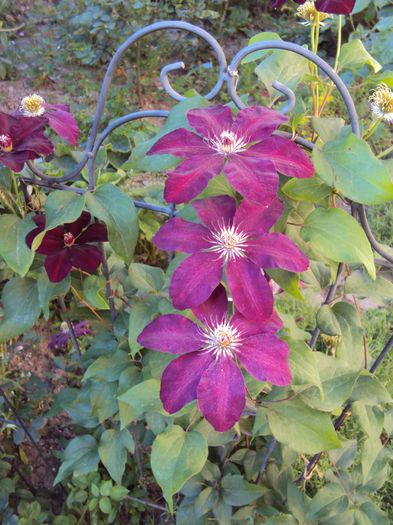 DSC05948 - 1 Clematite 2014