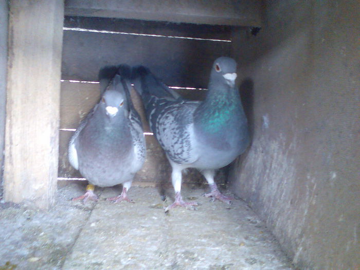 George009 - Amintiri