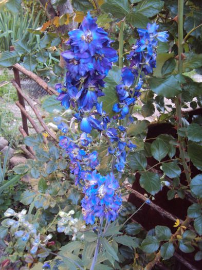 DSC07362 - Delphinium Lupin Digitalis