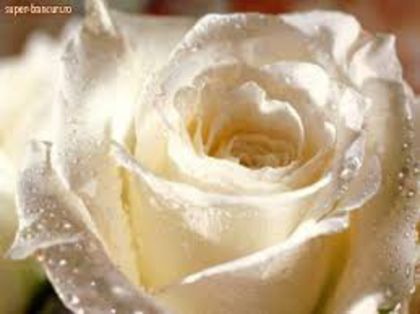 images (13) - IMAGINI