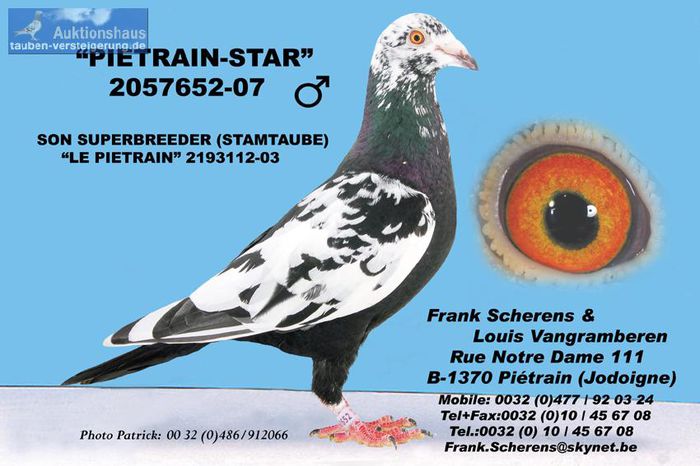 2057652-07%20Pietrain%20star%20D%20Frank%20Scherens%20und%20Louis%20Vangramberen