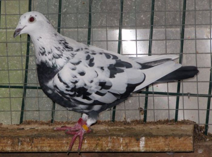 3196057039_1_8_afp72m9c